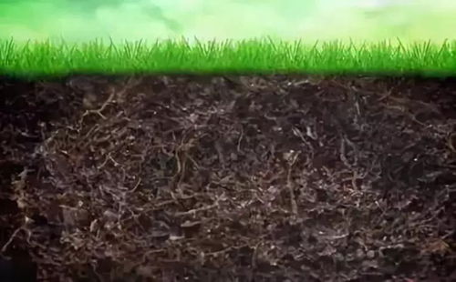 生物有机肥 改良土壤 修复重金属污染的好帮手